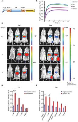 Single-domain antibody delivery using an mRNA platform protects against lethal doses of botulinum neurotoxin A